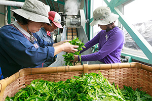 お茶生産方法2写真