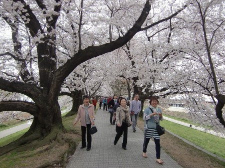 1.4Kmの満開の桜のトンネル！！